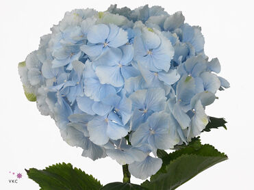 Hydrangea Verena Blue