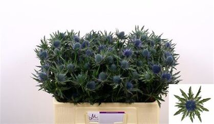 Chardon Aquarius Questar
