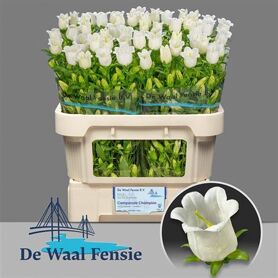 Campanula Champion White