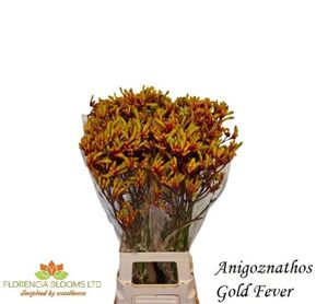 Anigozanthos Gold Fever