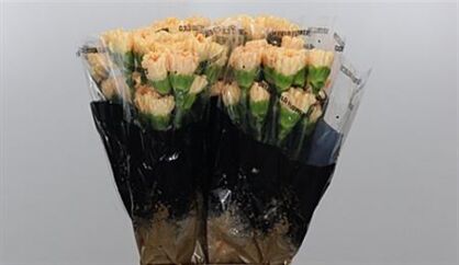 Carnation Caroline Gold