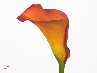 Calla Callista