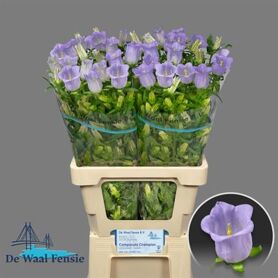 Campanula Champion Lavender