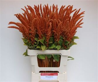 Amaranthus Hot Biscuits