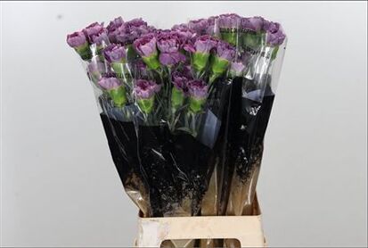 Carnation Hypnosis