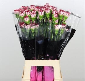 Carnation Olympia