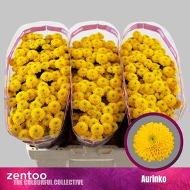Chrysant Santini Aurinko
