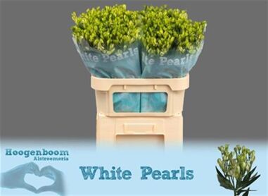 Alstroemeria White Pearls