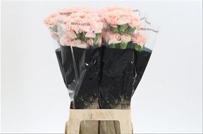 Carnation Novia