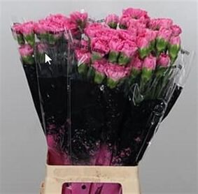 Carnation Tonic Golem