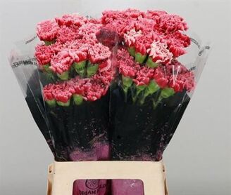 Carnation Cheerio