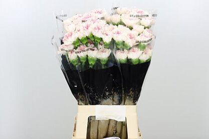 Carnation Yukari Cherry