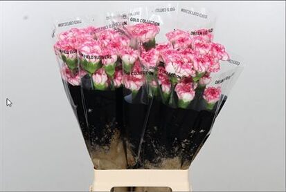 Carnation Komachi