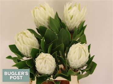 Protea Cynaroides Ayoba Arctic Ice