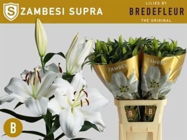 Lys OT Zambesi