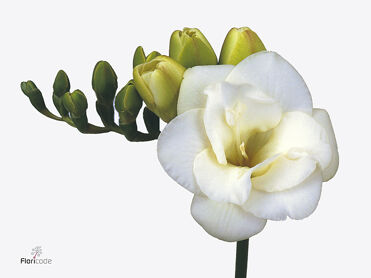 Freesia Double Versailles