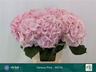 Hydrangea Verena
