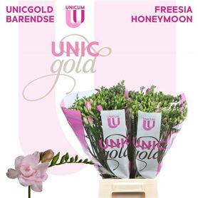 Freesia Double Honeymoon