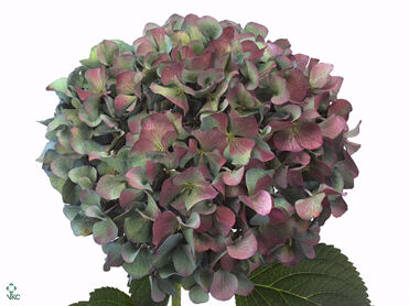 Hydrangea Pimpernell Classic