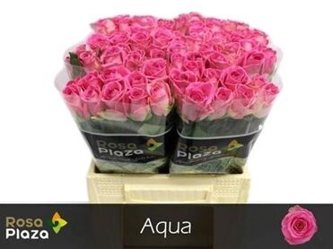 R Gr Aqua