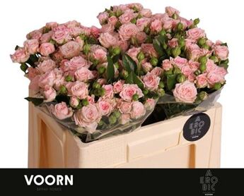 Spray Rose Aerobic