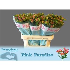 Alstroemeria Pink Paradis
