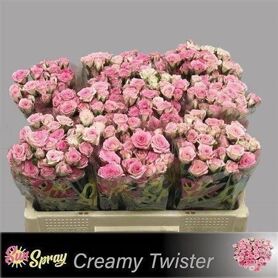 R Tr Creamy Twister Imp Rose