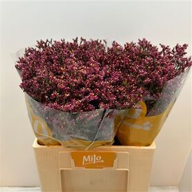 Limonium Sin Diamond Scarlet