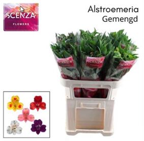 Alstroemeria Mélangé
