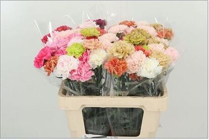 Carnation Mixed in bunch