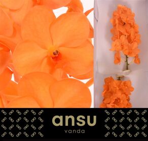 Vanda Nitaya Princess Orange