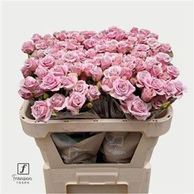 Spray Rose Leila