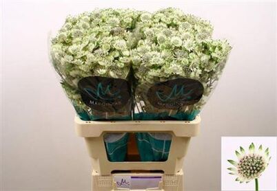 Astrantia Billion Star