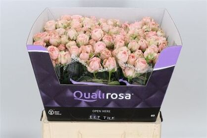 Spray Rose Bombastic