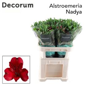 Alstroemeria Nadya