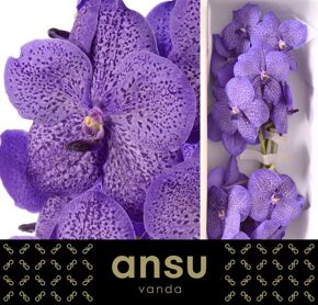 Vanda Sunanda Lavender Sprinkle