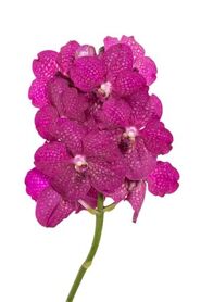 Vanda Sunanda Magic Fuchsia