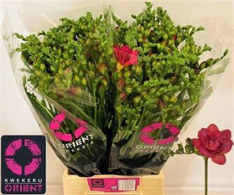 Freesia Double Expression
