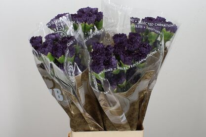 Carnation Extasis