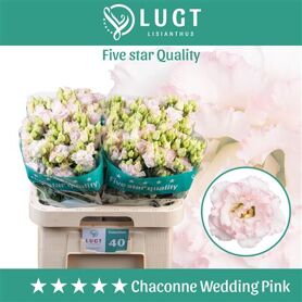 Eust G Chac Wed Pink