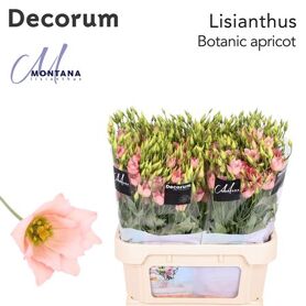 Eustoma Double Botanic Apricot
