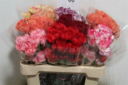 Carnation Mixed
