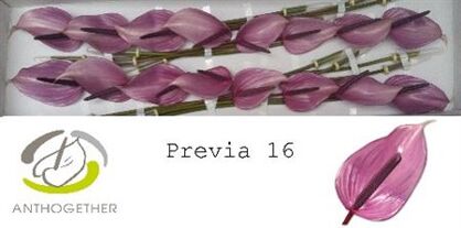 Anth A Previa 16