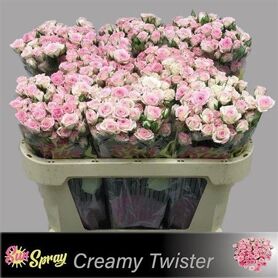 R Tr Creamy Twister Imp Rose