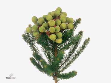 Kaaps Groen Baubles