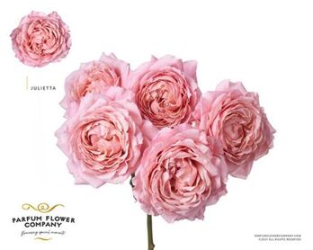 Rosa Branchu Garden Julietta