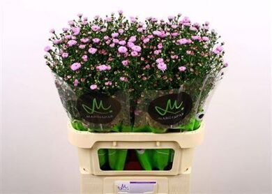 Aster Double Date Pink