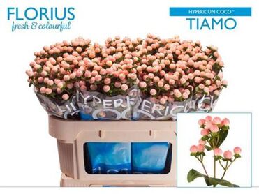 Hypericum Coco Tiamo
