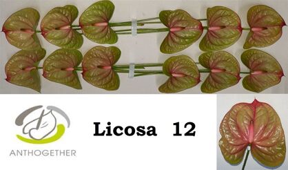 Anth A Licosa 12