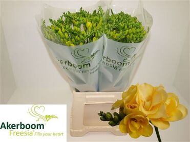 Freesia Double Marseille